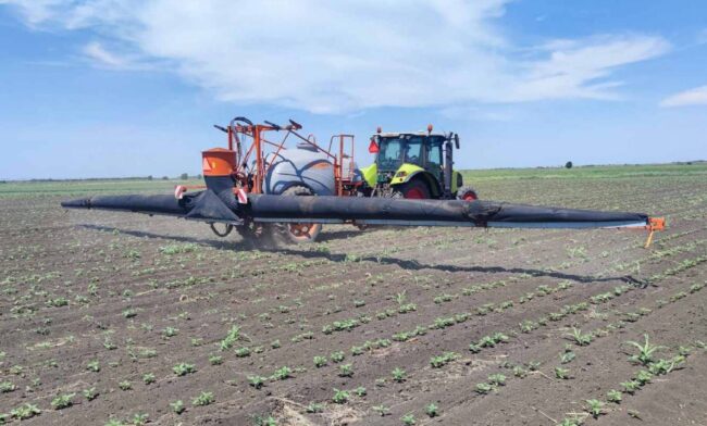 prskanje_suncokreta 1